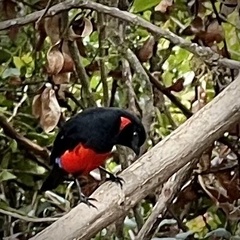 Anisognathus igniventris