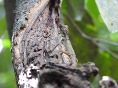 Monilesaurus ellioti