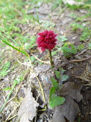 Allium sphaerocephalon