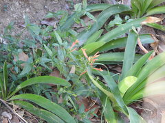 Dicliptera squarrosa