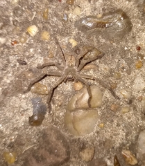 Polybetes rapidus