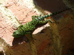 Sceloporus taeniocnemis