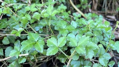 Eleutherococcus trifoliatus setosus