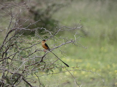 Vidua regia