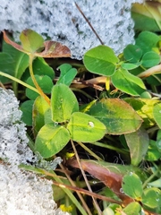 Trifolium repens