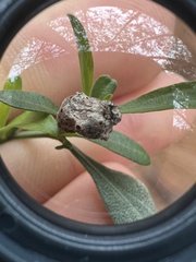 Neolasioptera lathami