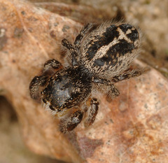 Pellenes tripunctatus