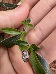 Neolasioptera lathami