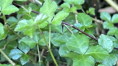 Eleutherococcus trifoliatus setosus