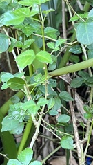 Eleutherococcus trifoliatus setosus