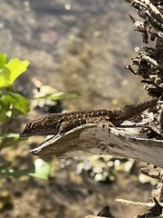 Anolis sagrei
