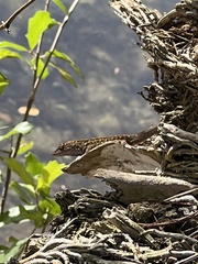 Anolis sagrei
