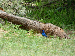 Lamprotornis australis