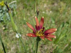 Tragopogon crocifolius