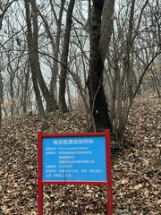 Tilia miqueliana