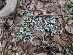 Cladonia foliacea