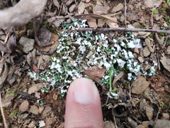 Cladonia foliacea