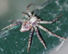 Philodromus aureolus