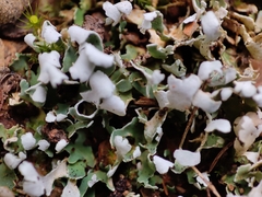 Cladonia foliacea