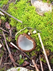 Humaria hemisphaerica