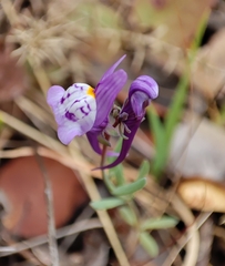 Linaria amethystea