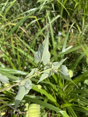 Abutilon sonneratianum