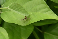 Indopadilla insularis