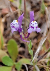 Linaria amethystea