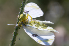 Euchloe ausonia