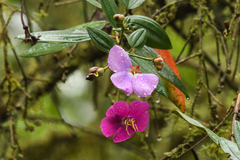 Andesanthus lepidotus