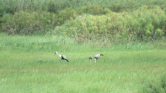 Bugeranus carunculatus