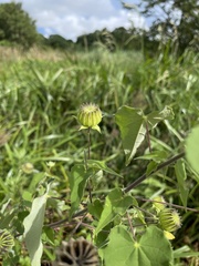 Abutilon sonneratianum