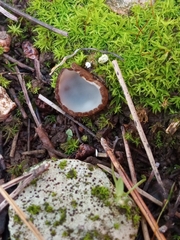 Humaria hemisphaerica