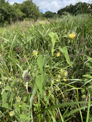 Abutilon sonneratianum