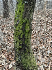 Bryophyta