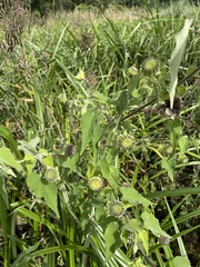 Abutilon sonneratianum