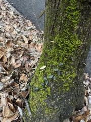 Bryophyta