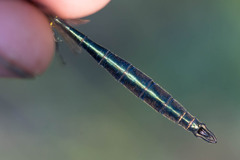 Somatochlora meridionalis