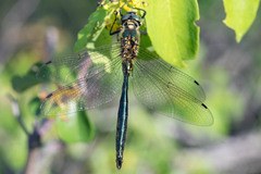 Somatochlora meridionalis