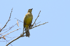 Andropadus importunus