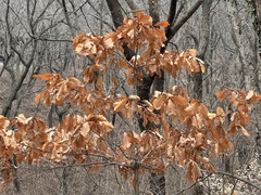 Quercus dentata