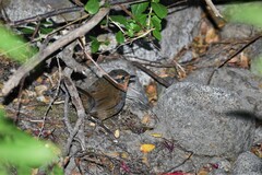 Scelorchilus rubecula