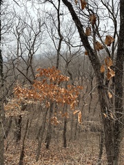 Quercus dentata