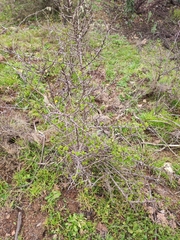 Pyrus