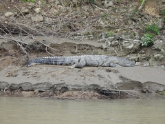 Crocodylus moreletii