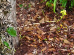 Polystachya concreta