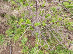 Pyrus