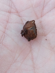 Humaria hemisphaerica