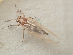 Triozidae