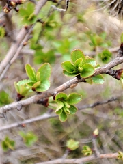 Pyrus